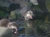 2011040701141923_k-Zoo 241.jpg